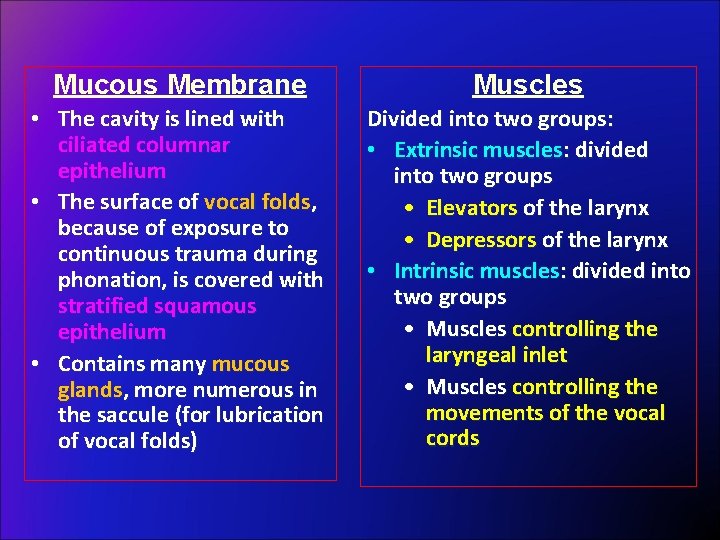 Mucous Membrane Muscles • The cavity is lined with ciliated columnar epithelium • The