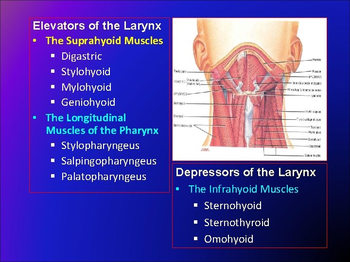 Elevators of the Larynx • The Suprahyoid Muscles § Digastric § Stylohyoid § Mylohyoid