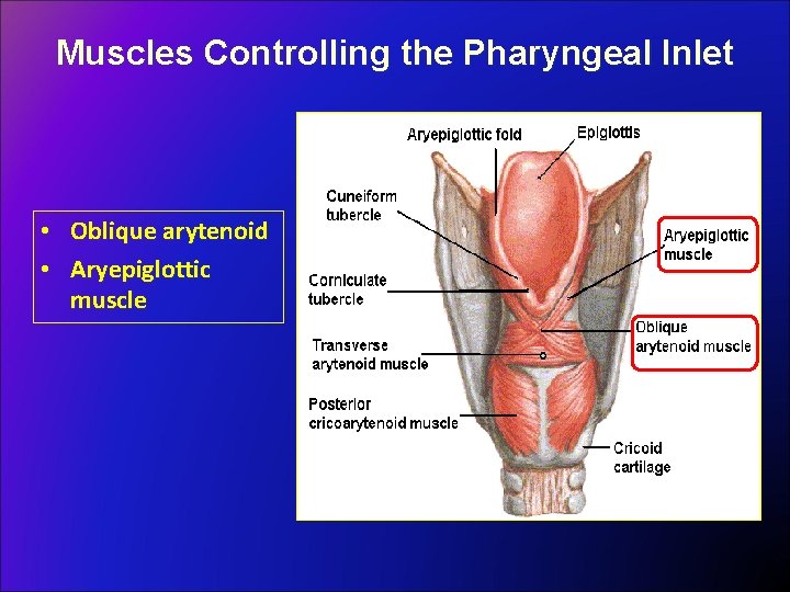 Muscles Controlling the Pharyngeal Inlet • Oblique arytenoid • Aryepiglottic muscle 