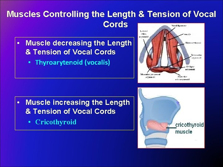 Muscles Controlling the Length & Tension of Vocal Cords • Muscle decreasing the Length