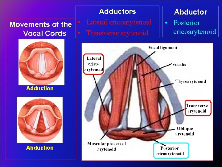 Adductors Movements of the • Lateral cricoarytenoid • Transverse arytenoid Vocal Cords Adduction Abductor