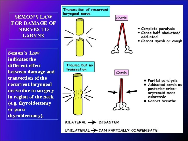 SEMON’S LAW FOR DAMAGE OF NERVES TO LARYNX Semon’s Law indicates the different effect