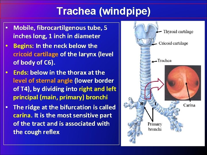 Trachea (windpipe) • Mobile, fibrocartilgenous tube, 5 inches long, 1 inch in diameter •