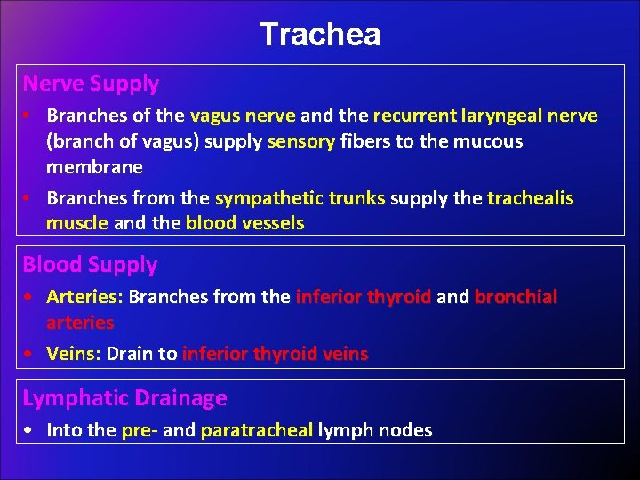 Trachea Nerve Supply • Branches of the vagus nerve and the recurrent laryngeal nerve
