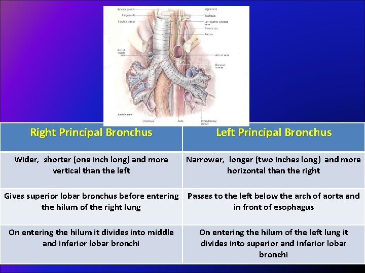 Right Principal Bronchus Left Principal Bronchus Wider, shorter (one inch long) and more vertical