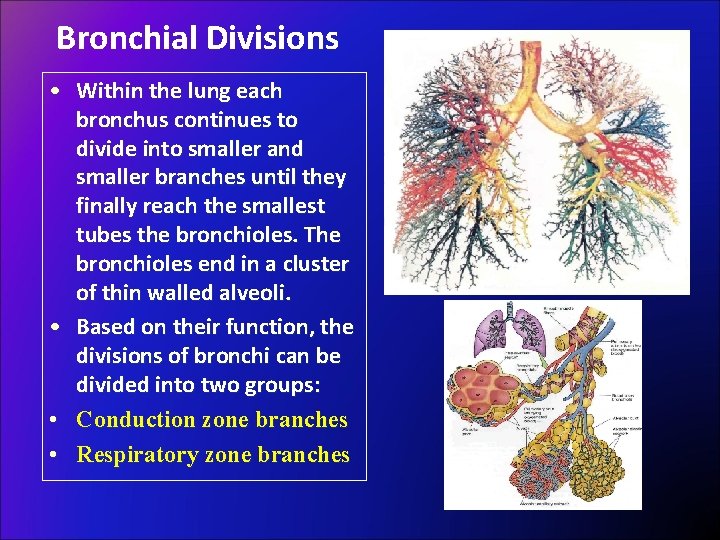 Bronchial Divisions • Within the lung each bronchus continues to divide into smaller and
