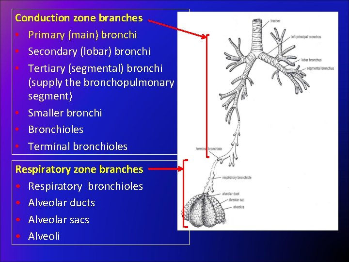 Conduction zone branches • Primary (main) bronchi • Secondary (lobar) bronchi • Tertiary (segmental)