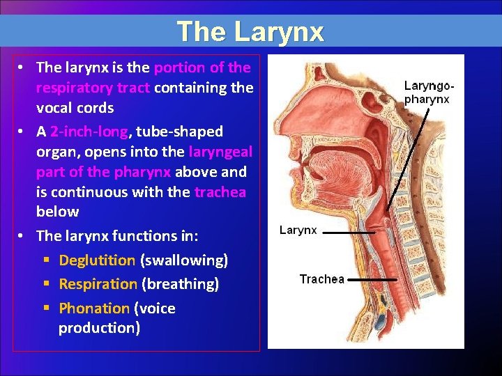 The Larynx • The larynx is the portion of the respiratory tract containing the