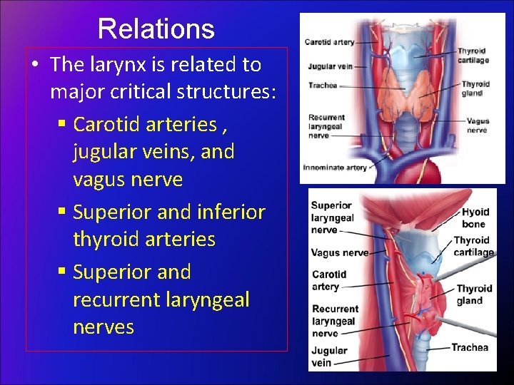 Relations • The larynx is related to major critical structures: § Carotid arteries ,