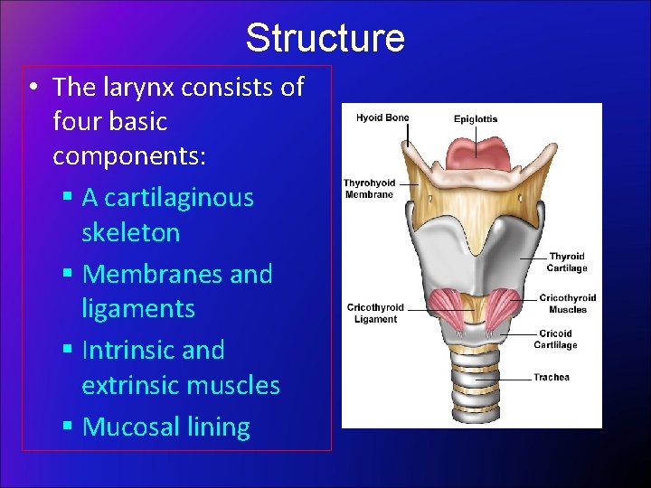 Structure • The larynx consists of four basic components: § A cartilaginous skeleton §