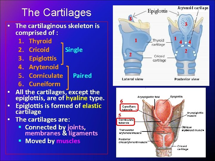 The Cartilages • The cartilaginous skeleton is comprised of : 1. Thyroid 2. Cricoid