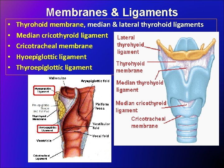 Membranes & Ligaments • • • Thyrohoid membrane, median & lateral thyrohoid ligaments Median