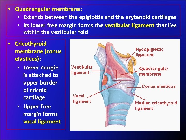  • Quadrangular membrane: • Extends between the epiglottis and the arytenoid cartilages •