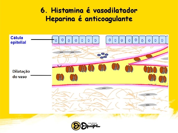 6. Histamina é vasodilatador Heparina é anticoagulante 