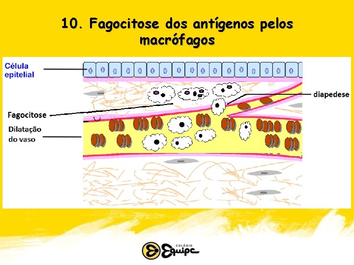 10. Fagocitose dos antígenos pelos macrófagos 