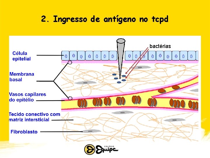 2. Ingresso de antígeno no tcpd bactérias 