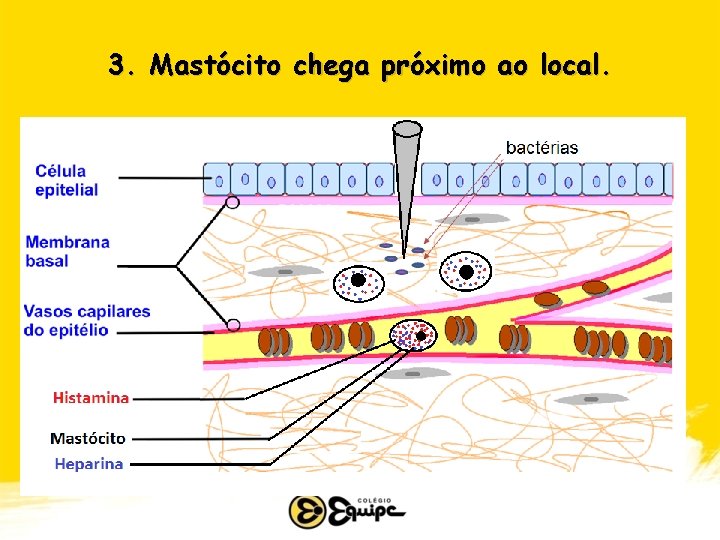 3. Mastócito chega próximo ao local. 