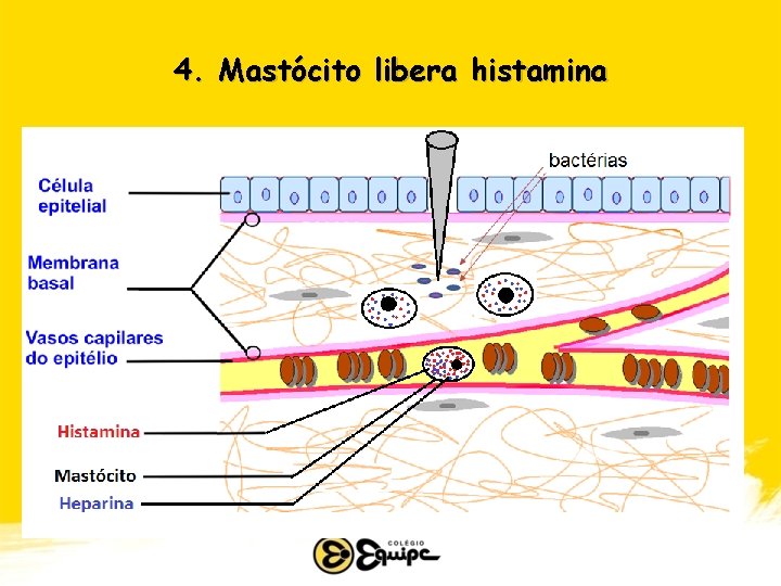 4. Mastócito libera histamina 