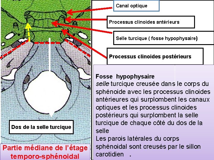 Canal optique Processus clinoides antérieurs Selle turcique ( fosse hypophysaire) Processus clinoides postérieurs Fosse