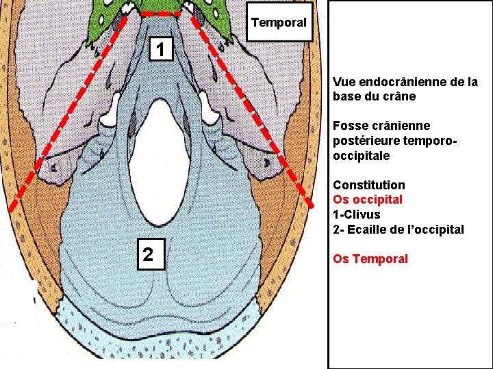 Temporal 1 Vue endocrânienne de la base du crâne Fosse crânienne postérieure temporooccipitale Constitution