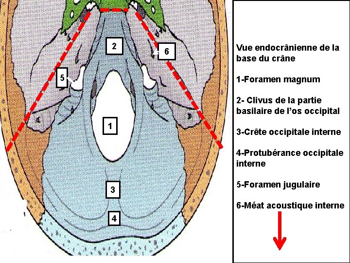 2 5 6 Vue endocrânienne de la base du crâne 1 -Foramen magnum 2