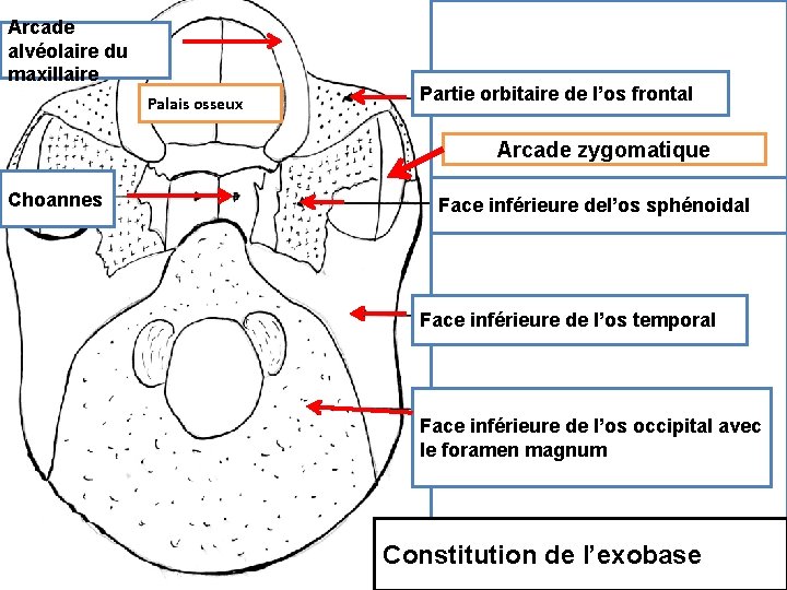 Arcade alvéolaire du maxillaire Palais osseux Partie orbitaire de l’os frontal Arcade zygomatique Choannes