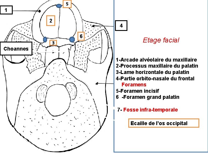 5 1 2 4 6 Choannes 3 Etage facial 1 -Arcade alvéolaire du maxillaire