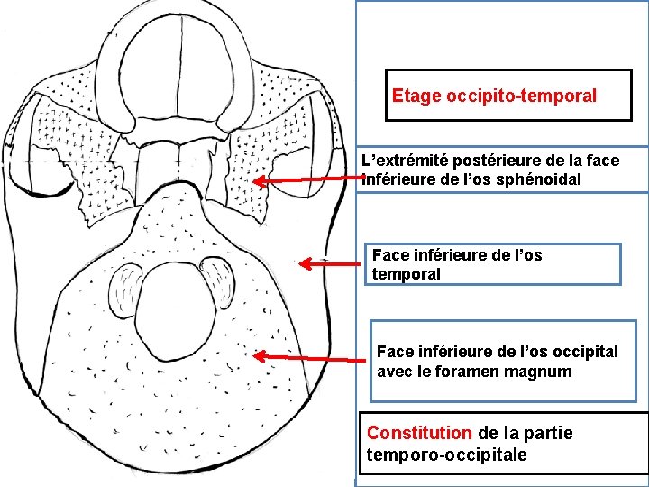 Palais osseux Etage occipito-temporal L’extrémité postérieure de la face inférieure de l’os sphénoidal Face