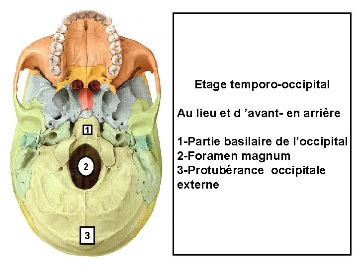 Etage temporo-occipital Au lieu et d ’avant- en arrière 1 2 3 1 -Partie