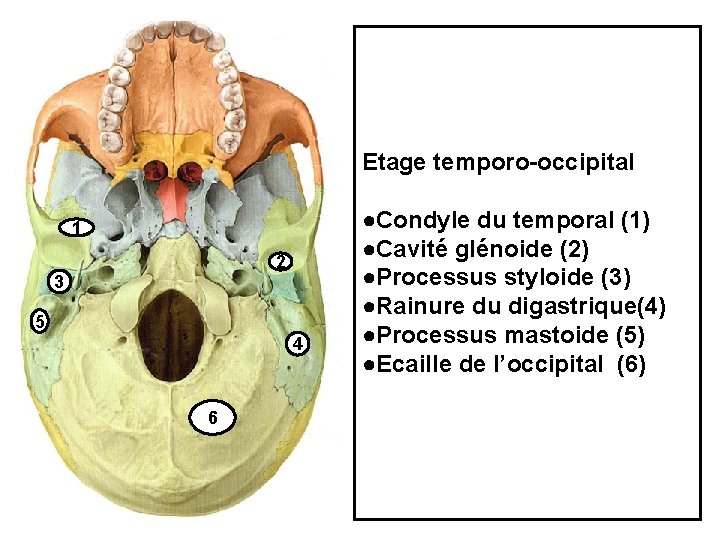 Etage temporo-occipital 1 2 3 5 4 6 ●Condyle du temporal (1) ●Cavité glénoide