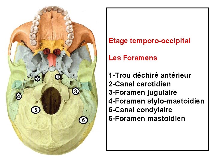 Etage temporo-occipital Les Foramens 2 1 3 4 5 6 1 -Trou déchiré antérieur