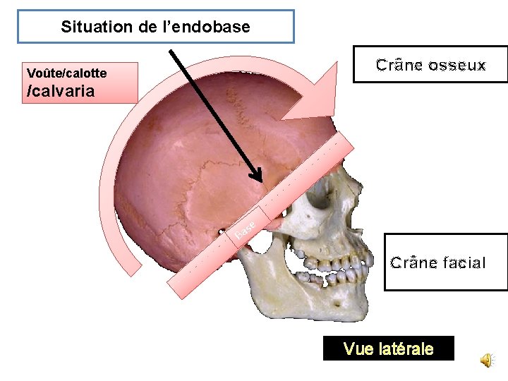 Situation de l’endobase Crâne osseux Voûte/calotte /calvaria se a B Crâne facial Vue latérale