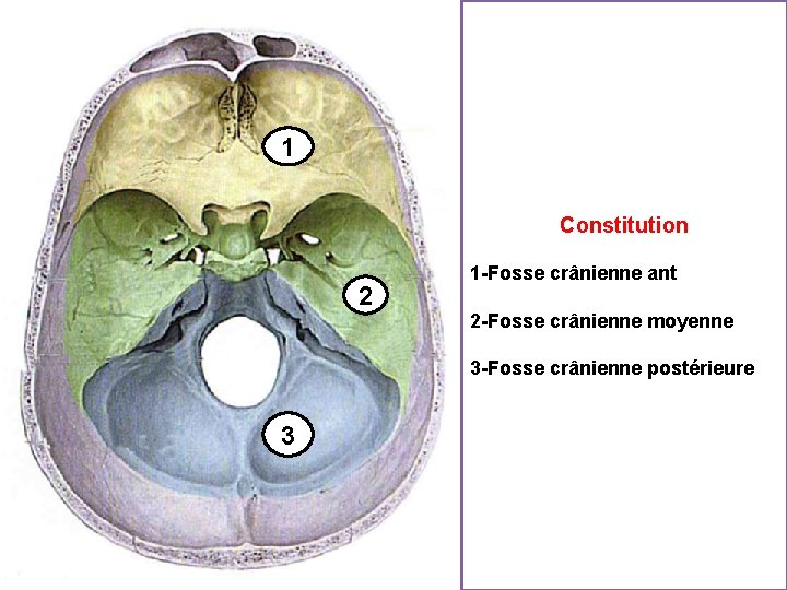 1 Constitution 2 1 -Fosse crânienne ant 2 -Fosse crânienne moyenne 3 -Fosse crânienne