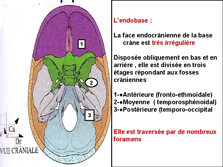 L’endobase : description générale La face endocrânienne de la base du crâne est très