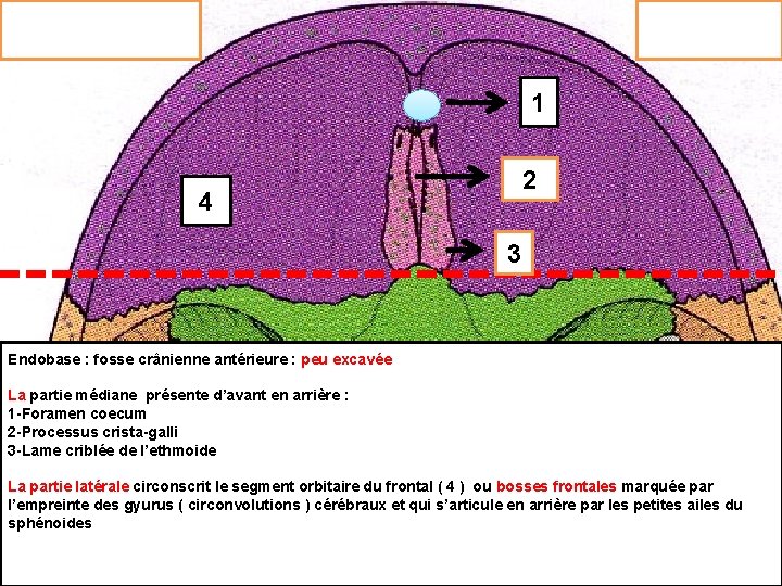 1 2 4 3 Endobase : fosse crânienne antérieure : peu excavée Elle est