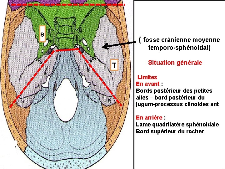 s ( fosse crânienne moyenne temporo-sphénoidal) T Situation générale Limites En avant : Bords
