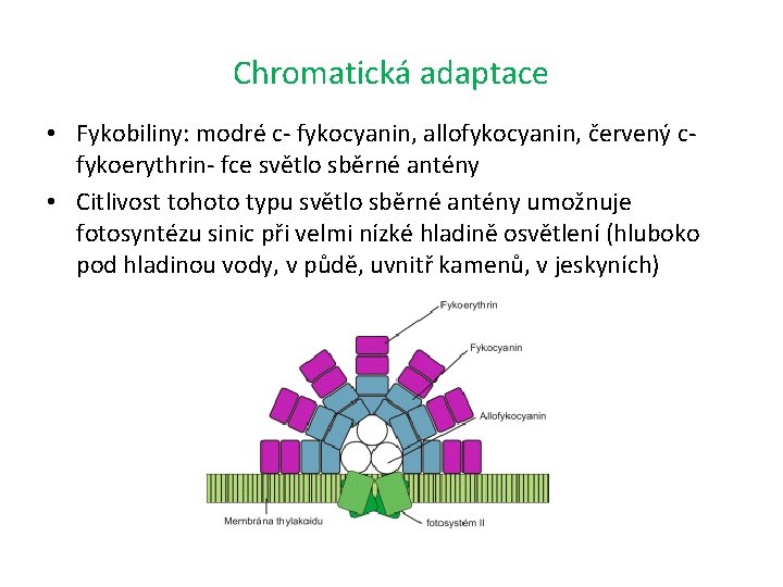 Chromatická adaptace • Fykobiliny: modré c- fykocyanin, allofykocyanin, červený c- fykoerythrin- fce světlo sběrné