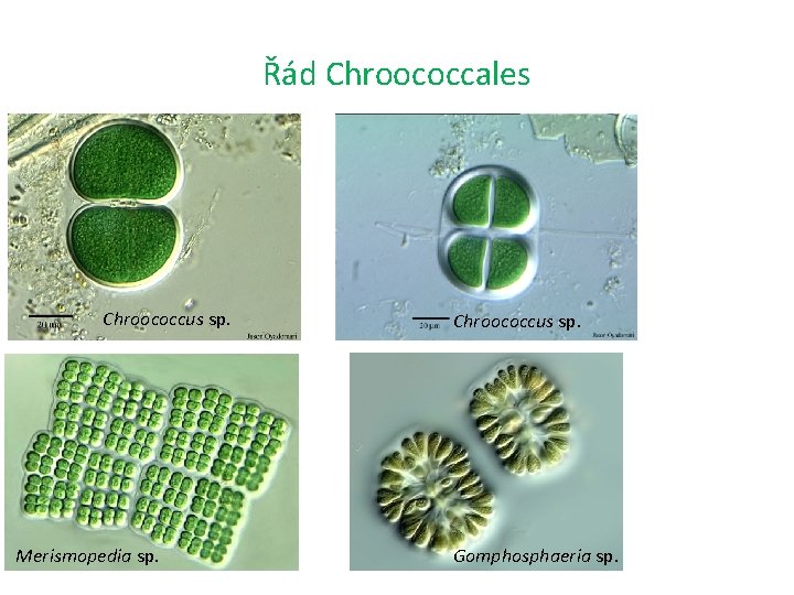 Řád Chroococcales Chroococcus sp. Merismopedia sp. Chroococcus sp. Gomphosphaeria sp. 