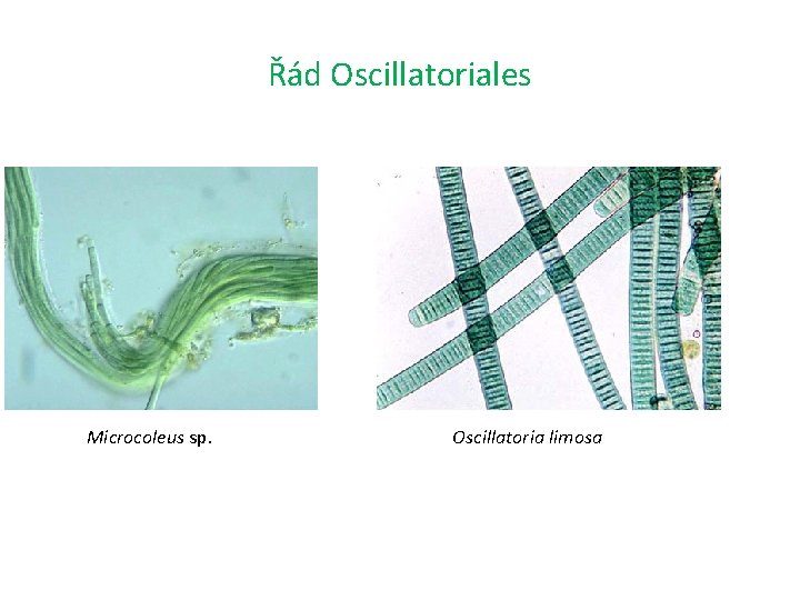 Řád Oscillatoriales Microcoleus sp. Oscillatoria limosa 
