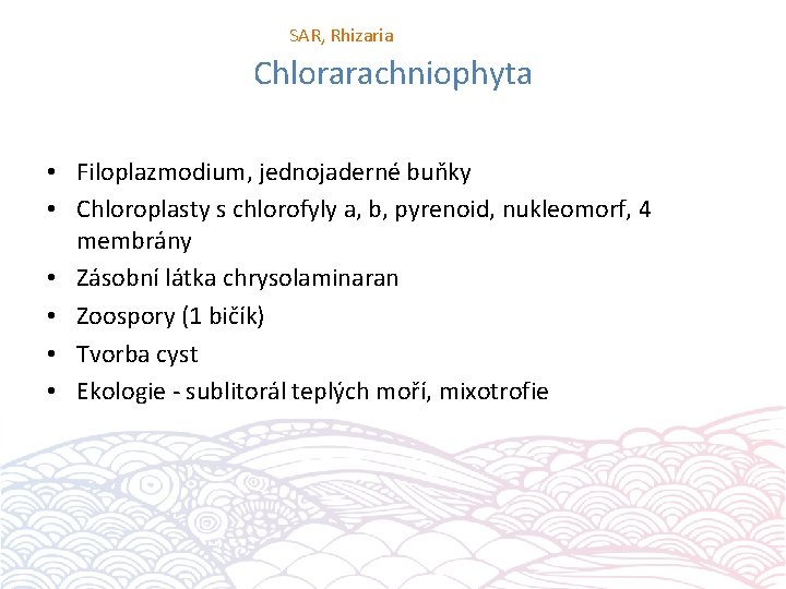 SAR, Rhizaria Chlorarachniophyta • Filoplazmodium, jednojaderné buňky • Chloroplasty s chlorofyly a, b, pyrenoid,