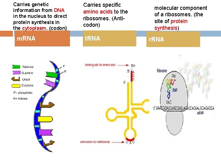 Carries genetic information from DNA in the nucleus to direct protein synthesis in the