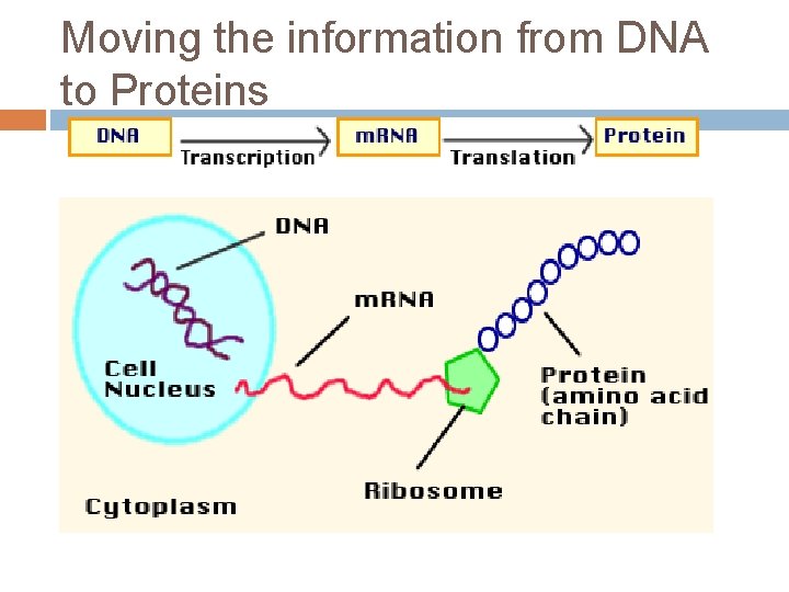 Moving the information from DNA to Proteins 