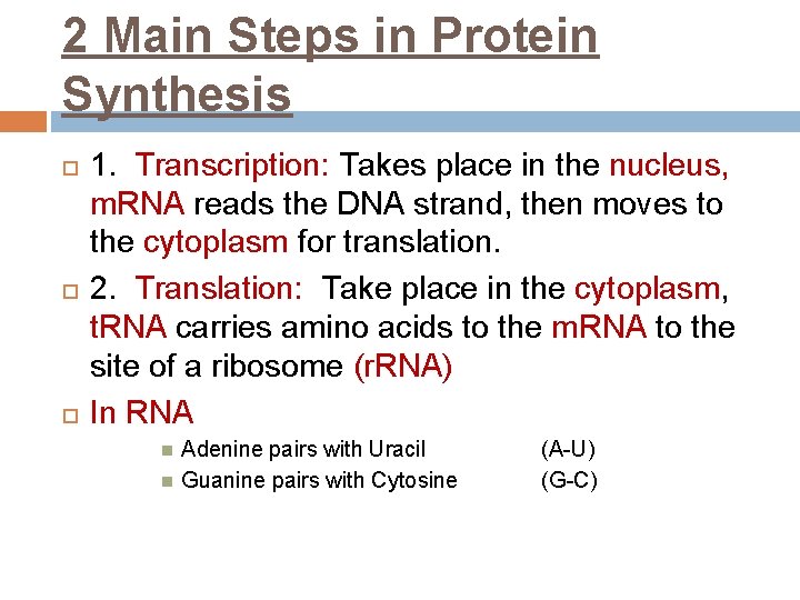 2 Main Steps in Protein Synthesis 1. Transcription: Takes place in the nucleus, m.