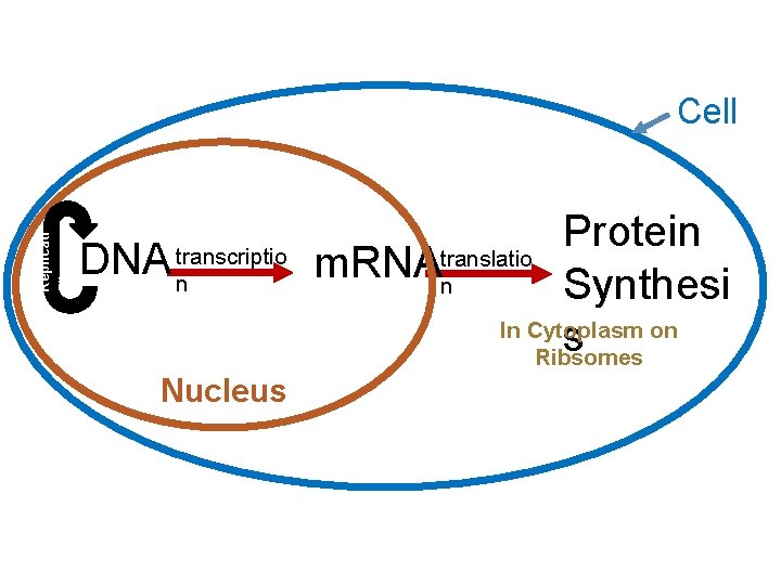 Replicati on Cell DNA transcriptio n Nucleus Protein m. RNAtranslatio n Synthesi In Cytoplasm