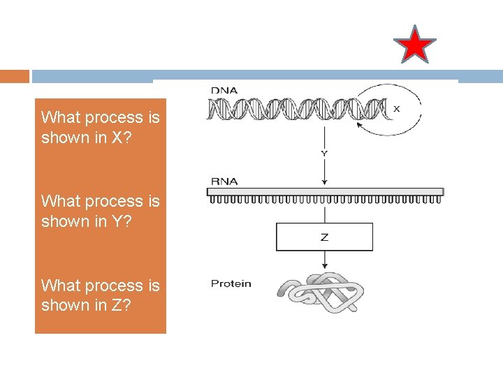 What process is shown in X? What process is shown in Y? What process