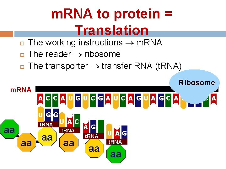 m. RNA to protein = Translation The working instructions m. RNA The reader ribosome