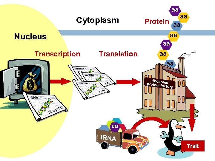 Cytoplasm Protein Nucleus Transcription Translation Trait 