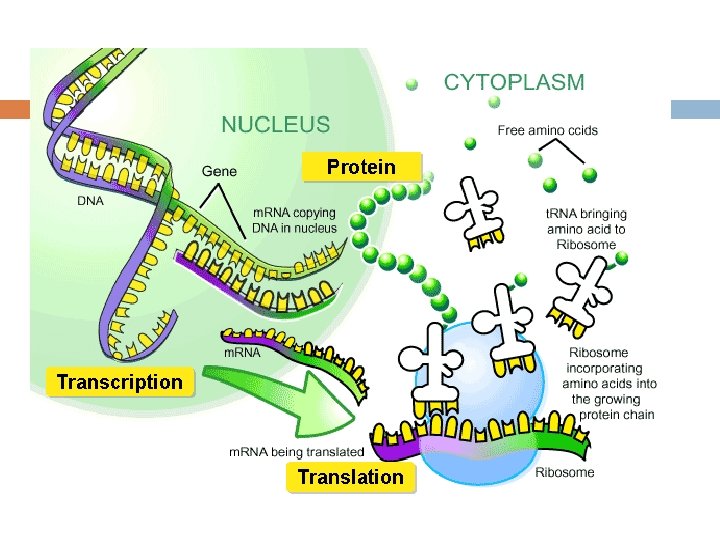 Protein Transcription Translation 