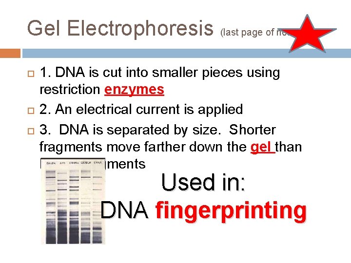 Gel Electrophoresis (last page of notes) 1. DNA is cut into smaller pieces using
