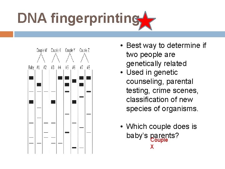 DNA fingerprinting • Best way to determine if two people are genetically related •
